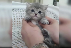 可爱小猫视频,跟随可爱小猫的欢快舞步