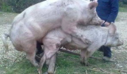 母猪配种视频,从选种到受孕的全程记录